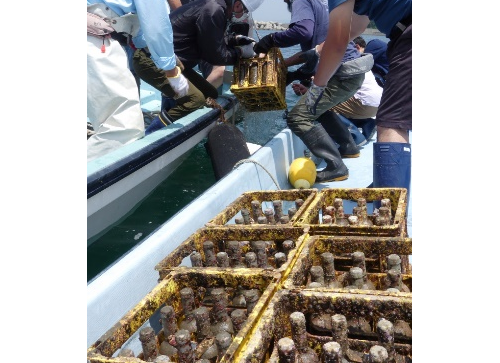 三浦半島の新たな魅力発信・観光資源創出へ「小網代湾海底熟成ワインプロジェクト」半年間、海底の天然ワインセラーで熟成！過去最多1,700本を引き揚げ