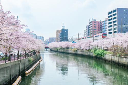 京急電鉄:京急の電車に乗って大岡川の桜を見に行こう！大岡川沿い桜並木周辺で桜キャンペーンを実施