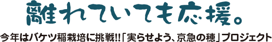 離れていても応援。今年はバケツ稲栽培に挑戦!!「実らせよう、京急の穂」プロジェクト