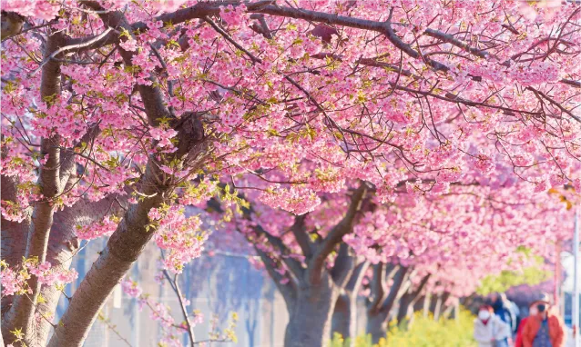 小松ヶ池公園(三浦市)・河津桜