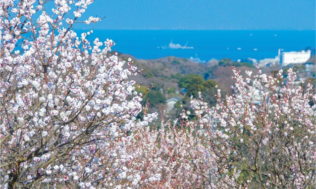 田浦梅の里(横須賀市)・梅