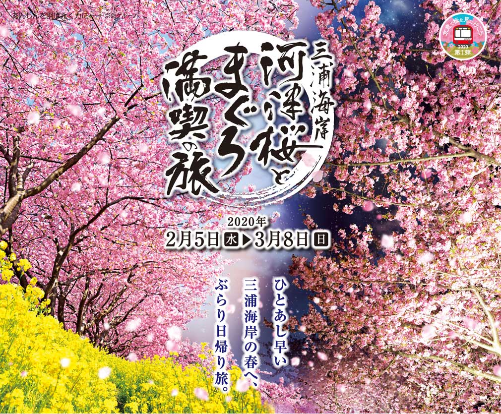 三浦海岸 河津桜とまぐろ 満喫の旅