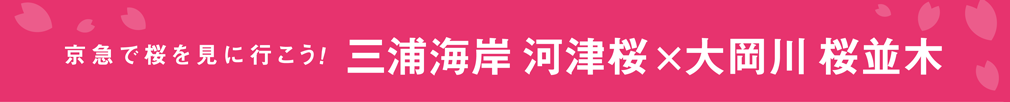 京急で桜を見に行こう！三浦海岸 河津桜 × 大岡川 桜並木