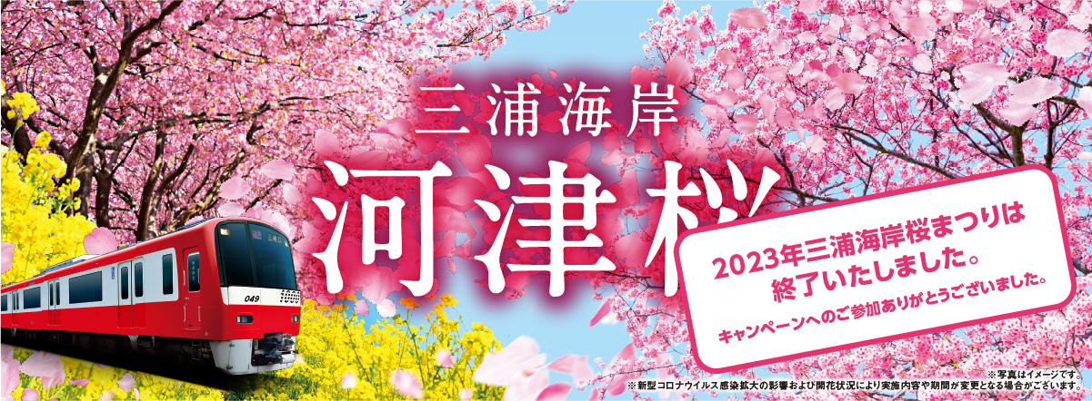三浦海岸河津桜※写真はイメージです。※新型コロナウイルス感染拡大の影響および開花状況により実施内容や期間が変更となる場合がございます。