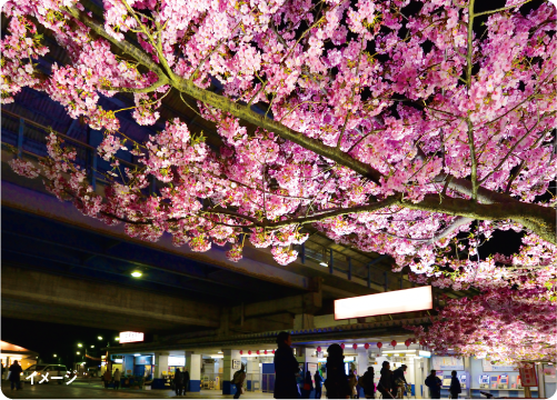 夜桜夜市イメージ