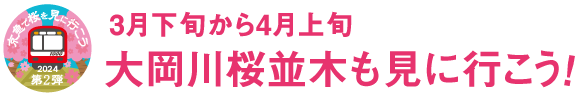 【京急で桜を見に行こう2024 第2弾】3月下旬から4月上旬 大岡川桜並木も見に行こう！