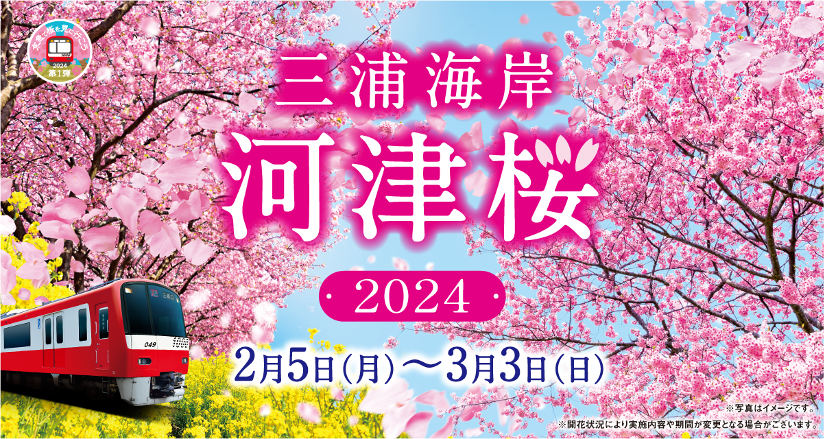 三浦海岸河津桜2024 2月0日（）〜0月0日（）※写真はイメージです。※開花状況により実施内容や期間が変更となる場合がございます。