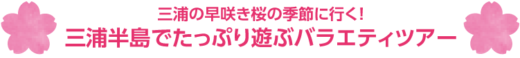 三浦の早咲き桜の季節に行く！三浦半島でたっぷり遊ぶバラエティツアー