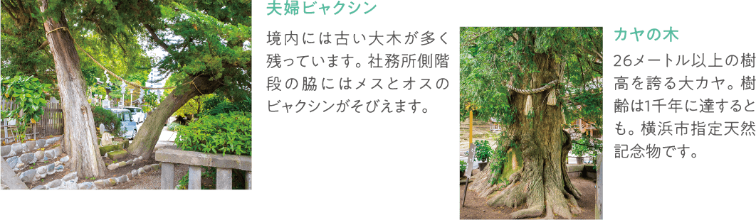 夫婦ビャクシン カヤの木