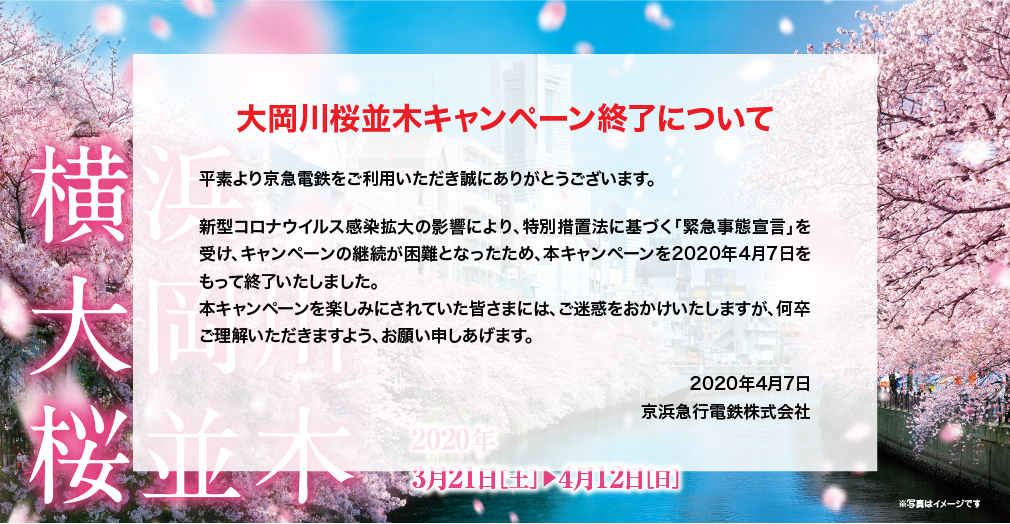 横浜大岡川桜並木 3月21日（土）から4月12日（日）