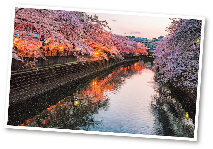 みなみ桜まつりイメージ