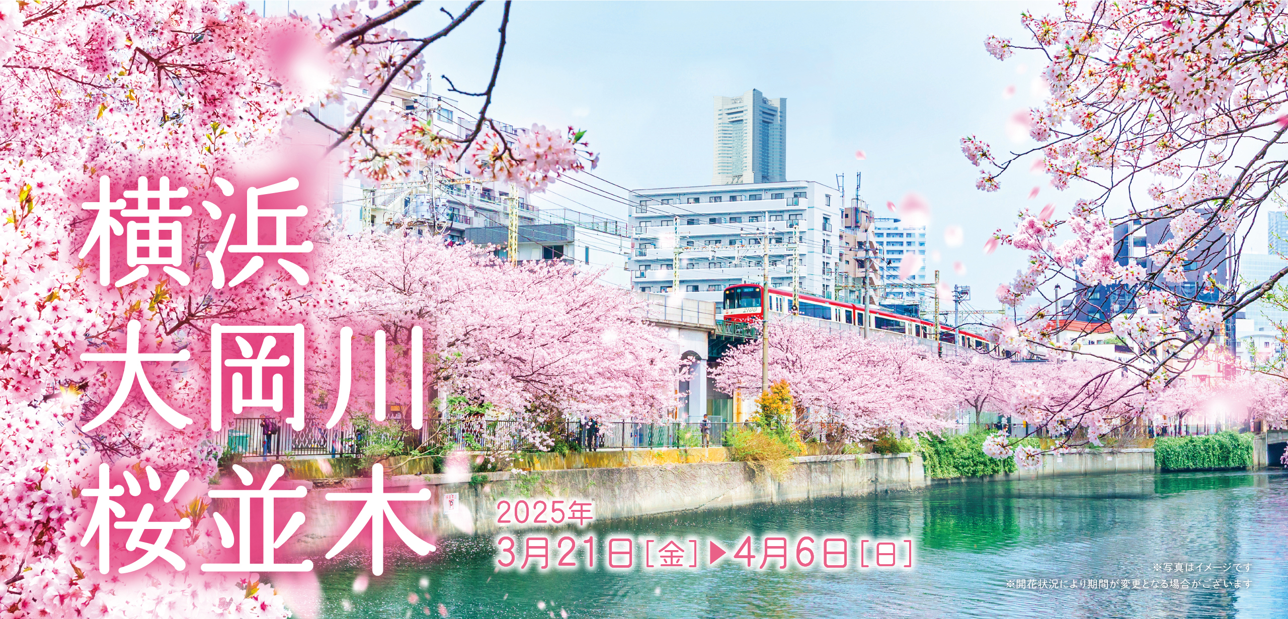 横浜大岡川桜並木3月21日(金)から4月6日(日)※写真はイメージです※開花状況により期間が変更となる場合がございます