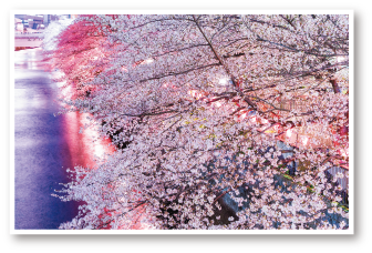 とっておきの桜の写真イメージ
