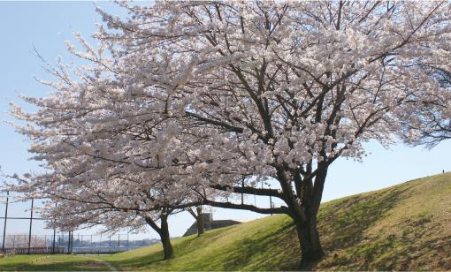清水ケ丘公園
