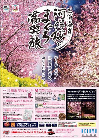 三浦 海岸 桜 まつり