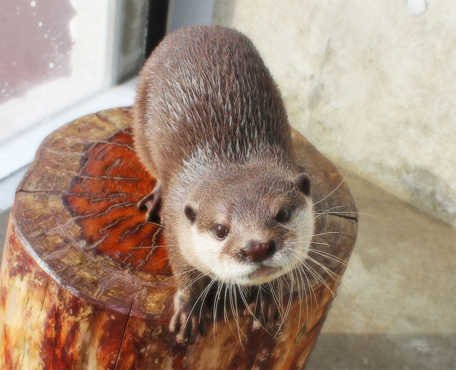 京急油壺マリンパーク コツメカワウソの愛称が決定しました ニュースリリース 京浜急行電鉄 Keikyu